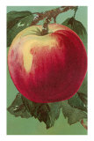 Engraving of Apple Posters