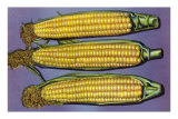 Three Ears of Corn Posters