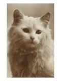 Serious Cat Poster