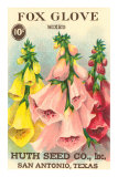 Fox Glove Seed Packet Affiches