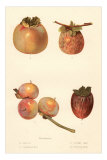 Varieties of Persimmon Poster