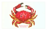 Hawaiian Crab Photo