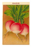 French Radish Seed Packet Posters