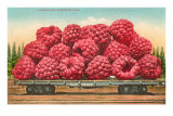 Giant Raspberries on Flatbed Posters Giant Raspberries on Flatbed Posters