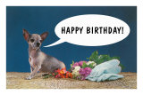 Happy Birthday from Chihuahua Prints
