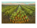 Pineapple Field, Hawaii Poster