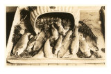 Fish with Pine Needles Prints