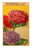 French Reine Marguerite Chrysanthemum Seed Packet Posters
