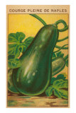 French Zucchini Seed Packet Print