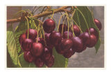 Cherries Prints