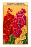 French Stock Seed Packet Poster