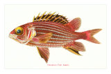 Hawaiian Fish, Alaihi Prints