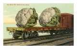 Giant Cauliflower on Flatbed Prints