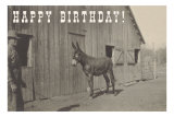 Happy Birthday, Mule and Man Affiches