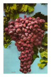 Grapes Prints