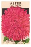 Aster Seed Packet Prints