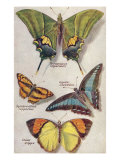 Four Butterflies Print
