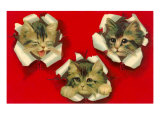 Three Cats Poking Through Paper Impressão giclée Three Cats Poking Through Paper Impressão giclée