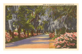Bonaventure Cemetery, Savannah, Georgia Posters