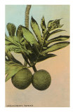Bread Fruit, Hawaii Posters