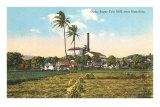 Moulin à canne à sucre, Oahu, Hawaï Posters