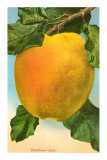 Bellflower Apple Photo