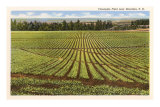 Pineapple Field, Honolulu, Hawaii Posters