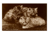 Sepia Photograph of Kittens Print
