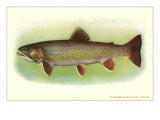 Eastern Brook Trout Print