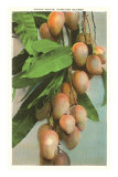 Mangoes, Hawaii Póster Mangoes, Hawaii Póster