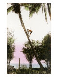 Boy Climbing Coconut Palm, Hawaii Poster