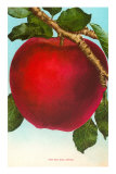 Apple Prints