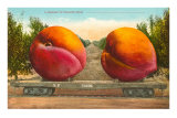 Giant Peaches on Flatbed Posters