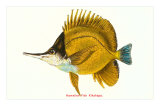 Hawaiian Fish, Kikakapu Print