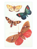 Moths, Butterflies Lámina giclée Moths, Butterflies Lámina giclée