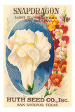 Snapdragon Seed Packet Affiches