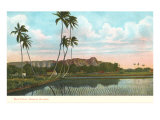 Rice Fields, Palms, Hawaii Posters