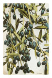 Olives Prints