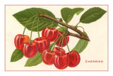 Cherries Posters