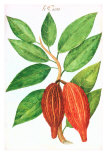 Cacao Pods, Source of Chocolate Prints
