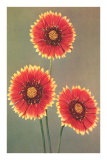 Gaillarde Posters