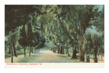 Bonaventure Cemetery, Savannah, Georgia Photo
