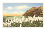 Cane Blossoms, Hawaii Foto