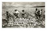 Harvesting Pineapples, Hawaii Prints