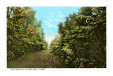 Tree Ferns on Volcano Road, Hawaii Posters