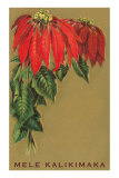 Mele Kalikimaka, Poinsettias Photo