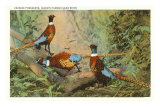 Chinese Pheasants, Idaho Prints