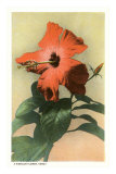 Hibiscus, Hawaii Prints