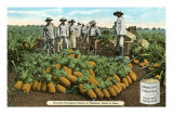 Pineapple Harvest, Oahu, Hawaii Poster
