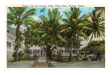 Banyan Tree and Palms, Moana Hotel, Hawaii Photo
